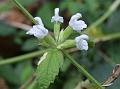 Angular Slitwort